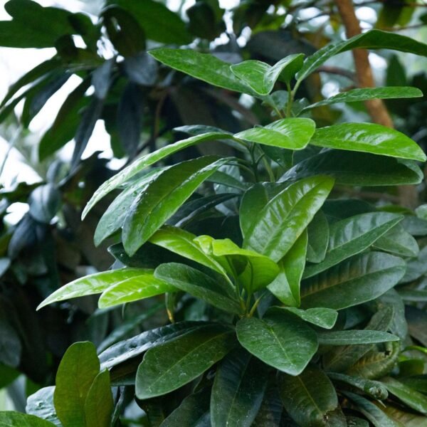 Allspice Leaves – Aromatic & Homegrown